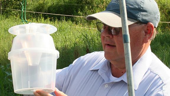 For details on the types of traps and lures to use, and setting up the traps, see Setting Up Traps to Monitor Sweet Corn Insects in New Hampshire by Alan Eaton.