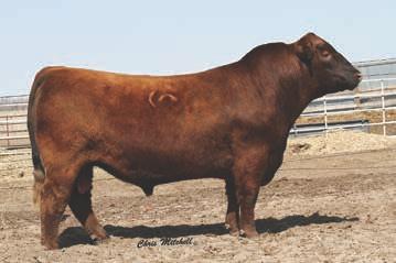 2330 WEST FORK RANCH Charolais & Red Angus s Saturday, March 5, 2016 ANNuAL BuLL SALE Performance, EPD s, and Ultrasound Data will be available Semen Available SONS SELL Red Angus: PAR Nuff Sed 003Y