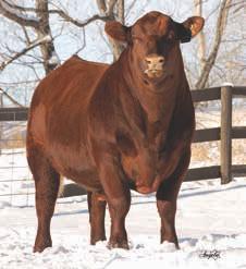 02 PIE Billings 487 NBAR Keely 913 Bieber Canyonhawk 8546 HXC 450P HXC Nita 004K Here s a stylish Hamley son from our HXC donor who has been the mainstay of our herd for years, especially for making