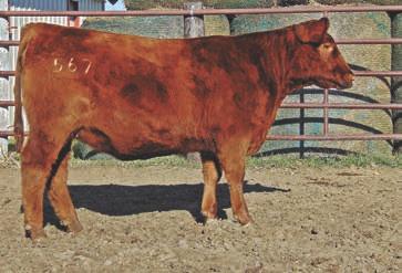 This bull will beef up your bottom line with plenty of power, sogginess, and movement that will cover plenty of pasture and keep your checkbook green in the marketplace.