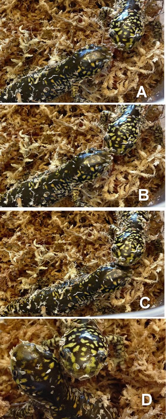 Figure 5 Greeting, same animals as Figure 4, a few weeks later Touch Snouts 2001), where tiger salamanders are often among a variety of small vertebrates sharing prairie dog burrows.