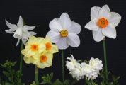 Historic Collection of 5 Ribbon Winner exhibited by Margaret Pansegrau The flowers in the best collection of 5 historic daffodils are: