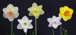 Flowers are: Back: 'Ormeau' 2Y-Y (1949), 'Highfield Beauty' 8Y-YYO (1964), 'Broomhill' 2W-W (1965); Front: 'White Caps' 6W-Y (1968),