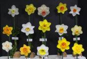 Throckmorton Ribbon Winner exhibited by Theresa Fritchle The Tom Throckmorton class calls for 15 standard daffodils from 15 different Royal Horticultural Society classifications.