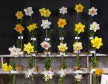 Flowers in the winning collection are: Top row: 'Lalique' 3Y-GYY, 'Pacific Rim' 2Y-YYR, 'Pax Romana' 1W-P, 'Lennymore' 2Y-R, 'Redhill' 2W-R; Middle row: 'Boslowick' 11aY-O, 'High Society' 2W-GWP,
