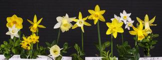 Flowers in the winning exhibit are: V03-43-6 7Y-Y (('Tanagra' x 'Roundita') x 'Cayenne'), V03-9-14 7Y-Y ((N. calcicola [ex Salmon] x N. calcicola [ex Bankhead]) x N.