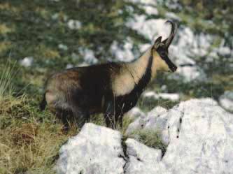 Re-introduction of Apennine chamois to the Gran Sasso-Laga National Park, Abruzzo, Italy Sandro Lovari 1, Carlo Artese 2, Gino Damiani 2 & Franco Mari 3 1 Research Unit of Behavioural Ecology,