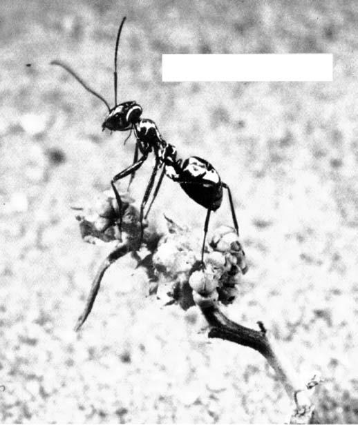 But you can t help being interested in the story of one spunky kind of ant. It has some special tricks for living in the hot, dry sands of the Sahara, in Africa.