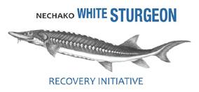 2-27 Lesson 2-4: Nechako White Sturgeon Habitat and Humans Time of Lesson: 1.5 hours Instruction Objectives: Students understand the basic habitat needs of Nechako white sturgeon.
