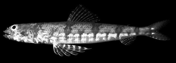 Randall Five New Indo-Pacific Lizardfishes of the Genus Synodus 405 membranous posterior flap of anterior nostril triangular, with a slightly attenuate tip, reaching to above posterior nostril when
