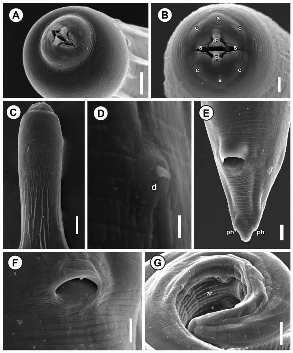Fig. 3. Neoascarophis mariae sp. n., scanning electron micrographs.