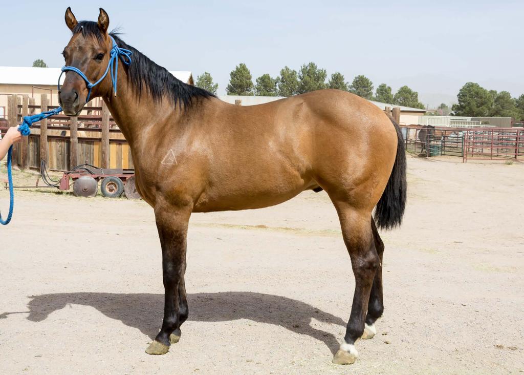 Lot #11 Stall #9A NMSU Lucky Letters 2012 AQHA Dun Stallion NMSU Lucky Letters Mr.