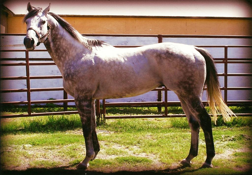 TO TERAS UNBRIDLED S SONG WHATAMISS by Miswaki Accredited New Mexico Bred Standing at New Mexico State University 2014 Live Foal Fee $1500 For more information contact: Joby Priest (575)646-1345