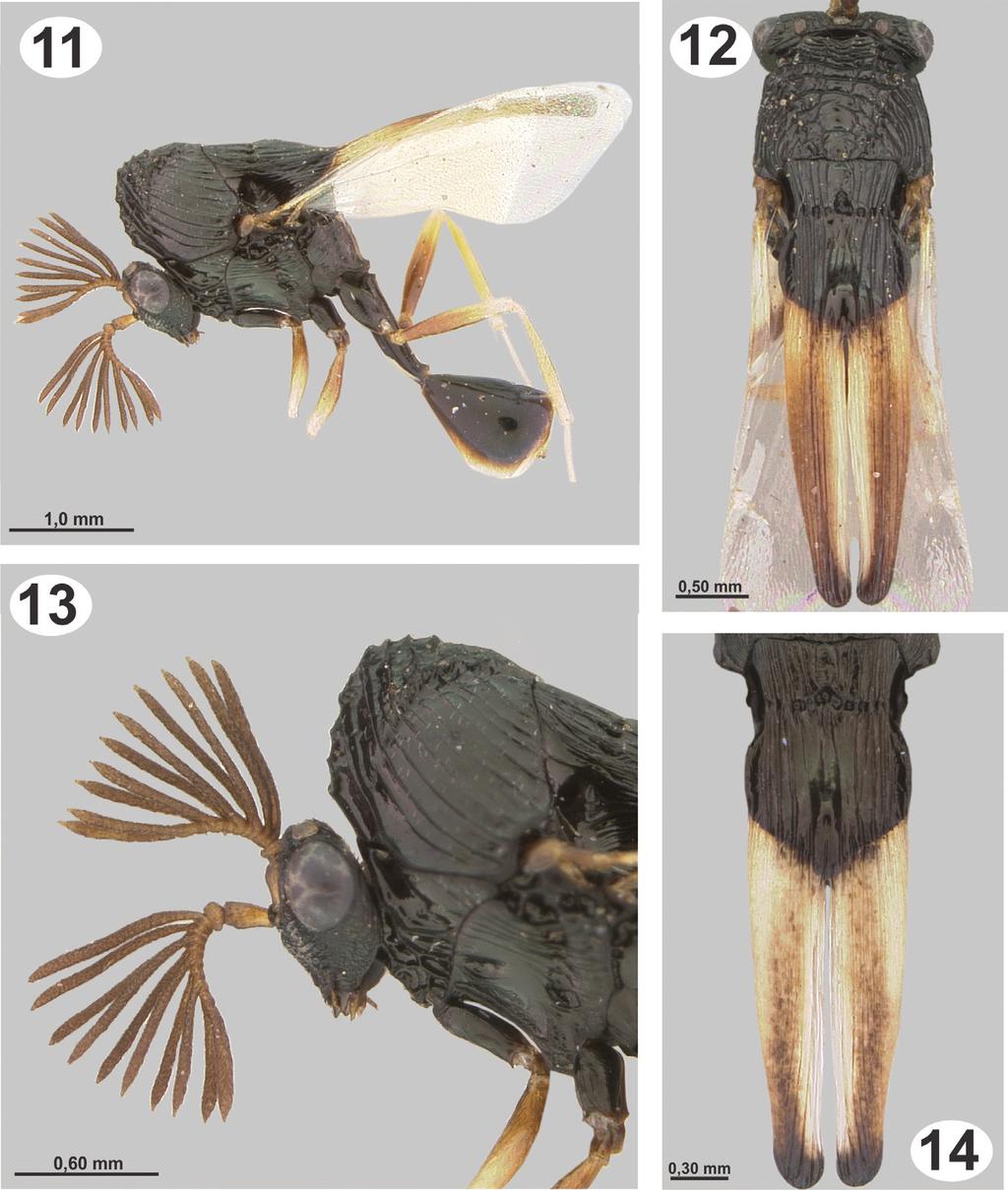 Description of the species of Dicoelothorax Ashmead... 39 Figures 11 14. Dicoelothorax platycerus (male) 11 habitus 12 mesosoma (dorsal) 13 head and mesoscutum (lateral) 14 scutellum (dorsal). 8, 9).