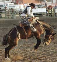 9:00am 5:00pm Draft Horse Halter Class Weldon Rumery Arena - In this order special Grade Draft