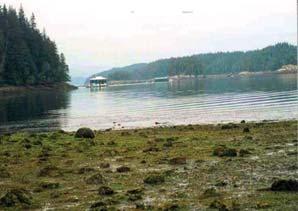 Farming Salmon in Open Net-Cages Clam Gardens Organic wastes from salmon farms can pollute traditional clam gardens.