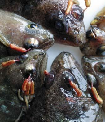 is a Recipe for 9 ABOVE: Rockfish. LEFT: Turbots with parasites.