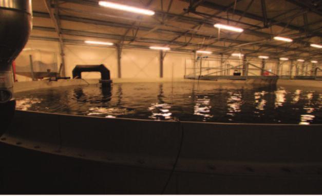 Recirculation Aquaculture System