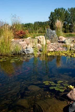BEFORE YOU ADD THE KOI FISH Your pond may need more than a week for the conditions and good bacteria to stabilize once the plants have been added so that the conditions are optimum and ready for your