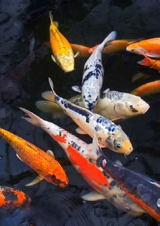 About Koi Fish Koi Fish are great pets. That might sound a bit odd, but they are more than just visually fascinating and interesting. They can be tamed to let you hand feed them and stroke them.