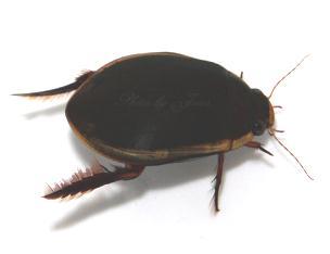 As a biomimetic model of underwater organisms, we chose diving beetles structurall similar to a legged underwater robot Crabster which is under development.