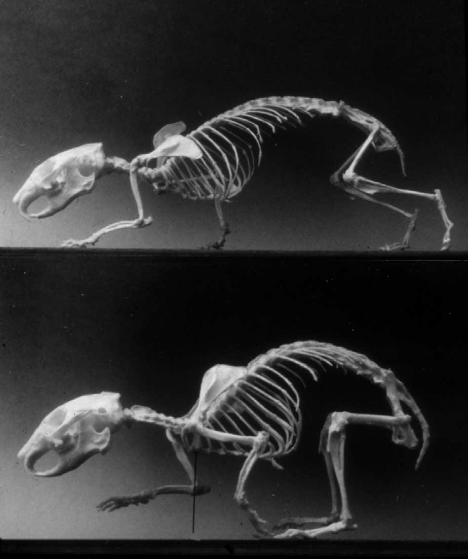 R.E. Ritzmann et al. / Arthropod Structure & Development 33 (2004) 361 379 371 Fig. 8. A skeleton of a pika placed in two extreme positions that would be taken during a half-bound.
