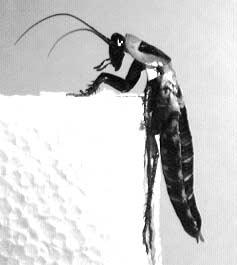 372 R.E. Ritzmann et al. / Arthropod Structure & Development 33 (2004) 361 379 priate leg orientation as they traverse objects. For example, they flex their thorax as they climb over objects.