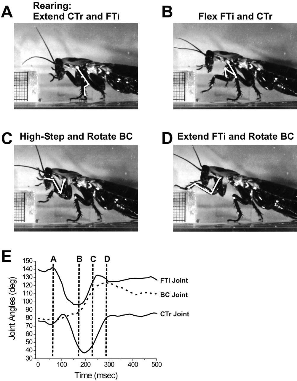 376 R.E. Ritzmann et al. / Arthropod Structure & Development 33 (2004) 361 379 Fig. 12. Rearing movements of a cockroach climbing over a 12 mm plastic block. This figure is set up like Fig.