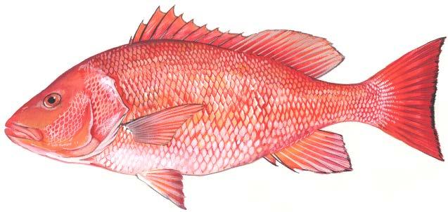 Snapper Management and Recreational Reporting Requirements in