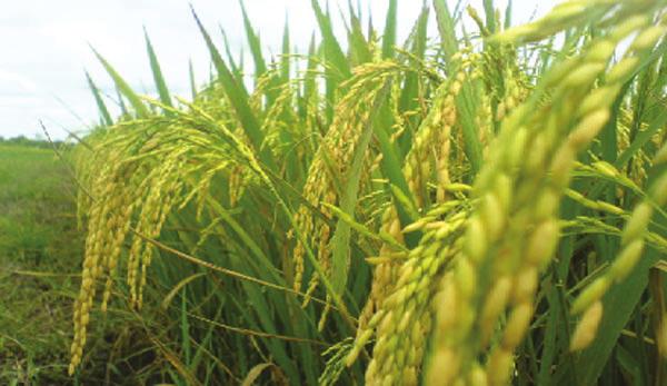 Rahimah A. Hamid 225 membuaikan padi yang sedang lena tidur. Perlakuan ini akan memberi ketenteraman kepada pokok padi.