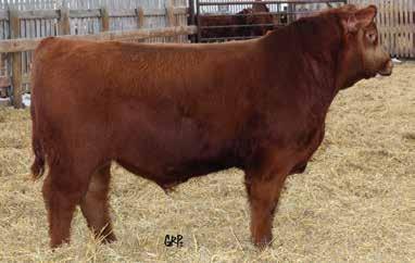 Mackenzie Red Angus Bull Sale - March 21, 215 Red MEM Opportunity 215B RED MEM OPPORTUNITY 215B Male MTE 215B February 11 2014 1799913 RED HXC JACKHAMMER 8800U AMF OSF RED BADLANDS OPPORTUNITY 53Y