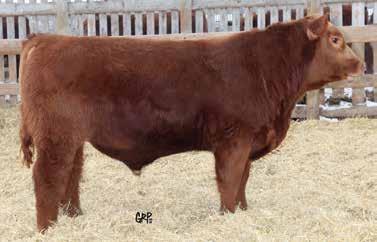 Mackenzie Red Angus Bull Sale - March 21, Red MEM Chester 221B 221 RED MEM CHESTER 221B Male MTE 221B February 13 2014 1795726 RED TOWAW INDEED 104H OSF RED SIX MILE WIN-CHESTER 745W OSF (1499609)