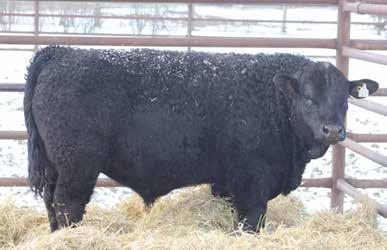 Raise lots of good replacement heifers with this bull. Performance is the word for this bull. Will push the scales down with this sire. CE 9.5 4.1 70.3 101.5 MCE 9.8 MT 57.7 22.