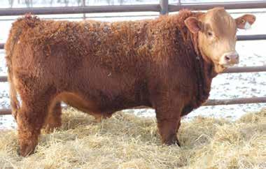 His dam was purchased from Spring Lake Livestock; cherry red with lots of milk CE 3.0 5.0 67.7 99.6 MCE 7.5 MT 55.0 21.