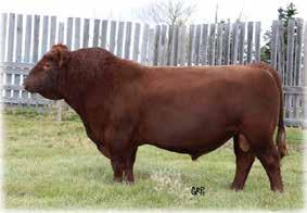 6 : +76 : +119 : +16 : +53 H This bull s mother, 93K, is a cornerstone female in our herd and always produces the very best every year.