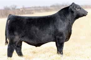 36L 1048767 RED CRAIG MISS V 32G 884506 Champion Carload of Bulls in Denver at the National Western Stock Show in his first calf crop.