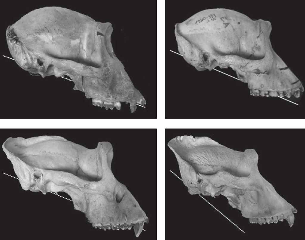 Orientation of the Foramen Magnum in Late Miocene to Extant African Apes and Hominids A B C D FIGURE 3. Examples of the FM plane in extant gorillas showing part of the range of variation.