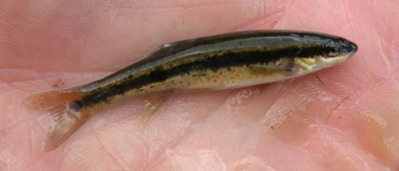 Blacknose Dace Blacknose dace are a common minnow species that are regularly found in springs and cool, clear, rocky creeks with moderate to swift flows.