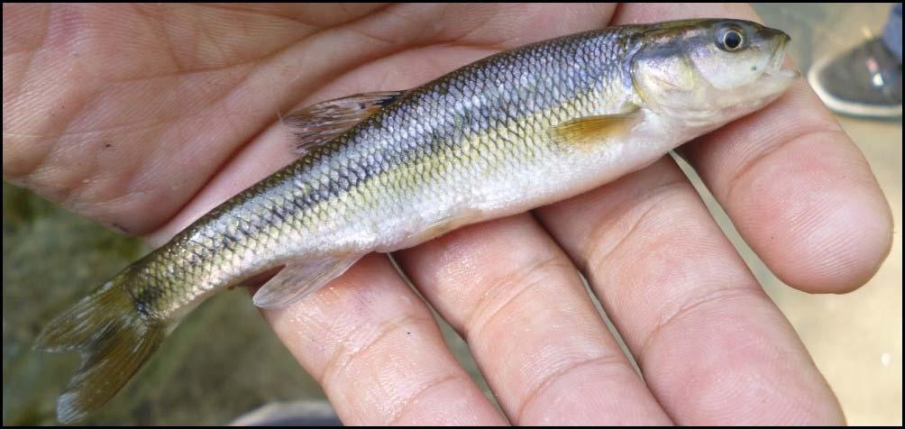 protective cavities between rocks. Longnose dace spawn around three years of age and can live up to five years of age. This species is a common species throughout Canada and North America.