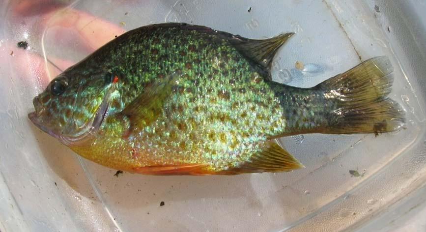Common Sunfish (Pumpkinseed Sunfish) The common sunfish, also called the pumpkinseed sunfish, tends to inhabit cool, quiet, shallow waters in ponds, marshes, lakes and slow flowing streams with