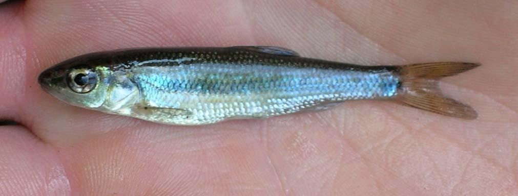 Fallfish The fallfish is New Hampshire s largest minnow and also one of the most common fish species in the state. It can grow to 255 mm (10 ) in length and can live to ten years of age or older.