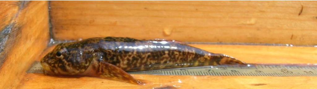 to deeper water in order to reach cooler water as summer temperatures rise. Among other small organisms in shallow waters, smallmouth bass also feed on crayfish.