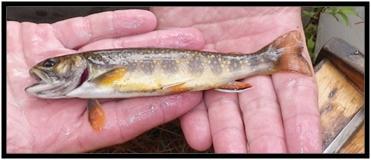 Brook Trout Overview Brook trout (Salvelinus fontinalis) are the only native stream dwelling trout species located in the eastern United States.