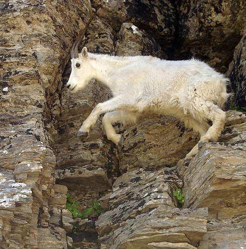Using this wheeled design requires significantly slower (and less nimble) traversal than many legged animals can achieve; the jumping mountain goat (at bottom) provides an excellent proof of the