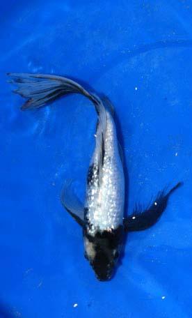 Fish G The Ginrin Showa (Fish H), shown below, has a tail fin that appears to be as long as or longer than the body itself.
