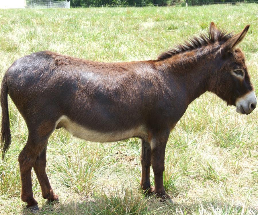 Miniature Donkey Common in the US but becoming rare in their native Mediterranean region Excellent with children