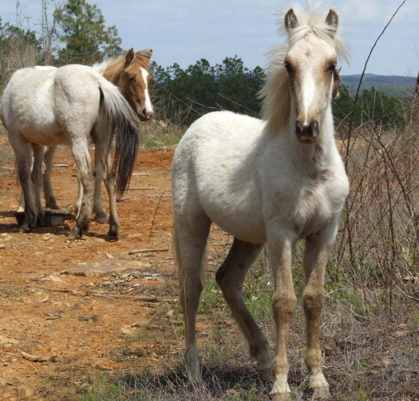 Choctaw horses Colonial Spanish Horses Spanish origin going back 400 years Wide range of strains throughout