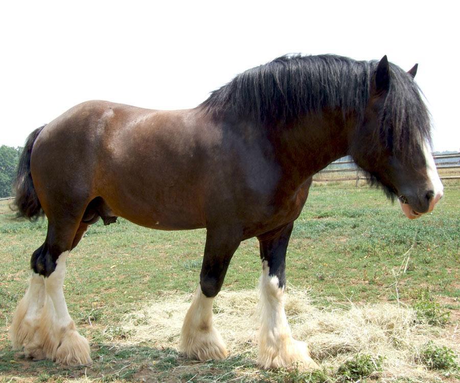 Clydesdale Shire Both