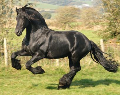 horse, while Friesians are