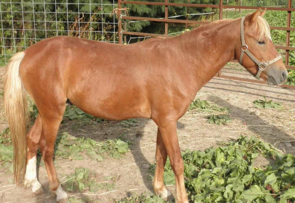 Caspian Ponies and Small horses Smaller horses with big hearts Many are long-lived breeds Great choice for small acreage Many are easy keepers with good
